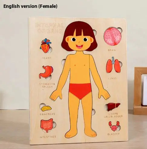 Interactive Wooden Human Body Organs Puzzle (Educational & Fun)