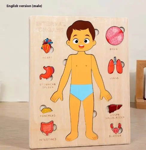 Interactive Wooden Human Body Organs Puzzle (Educational & Fun)
