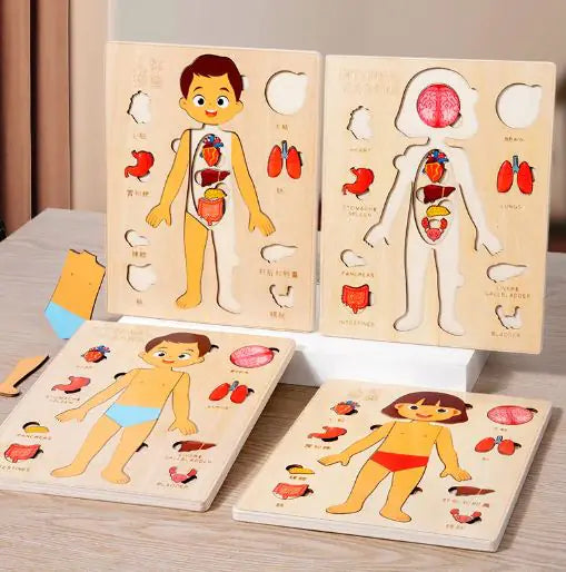 Interactive Wooden Human Body Organs Puzzle (Educational & Fun)